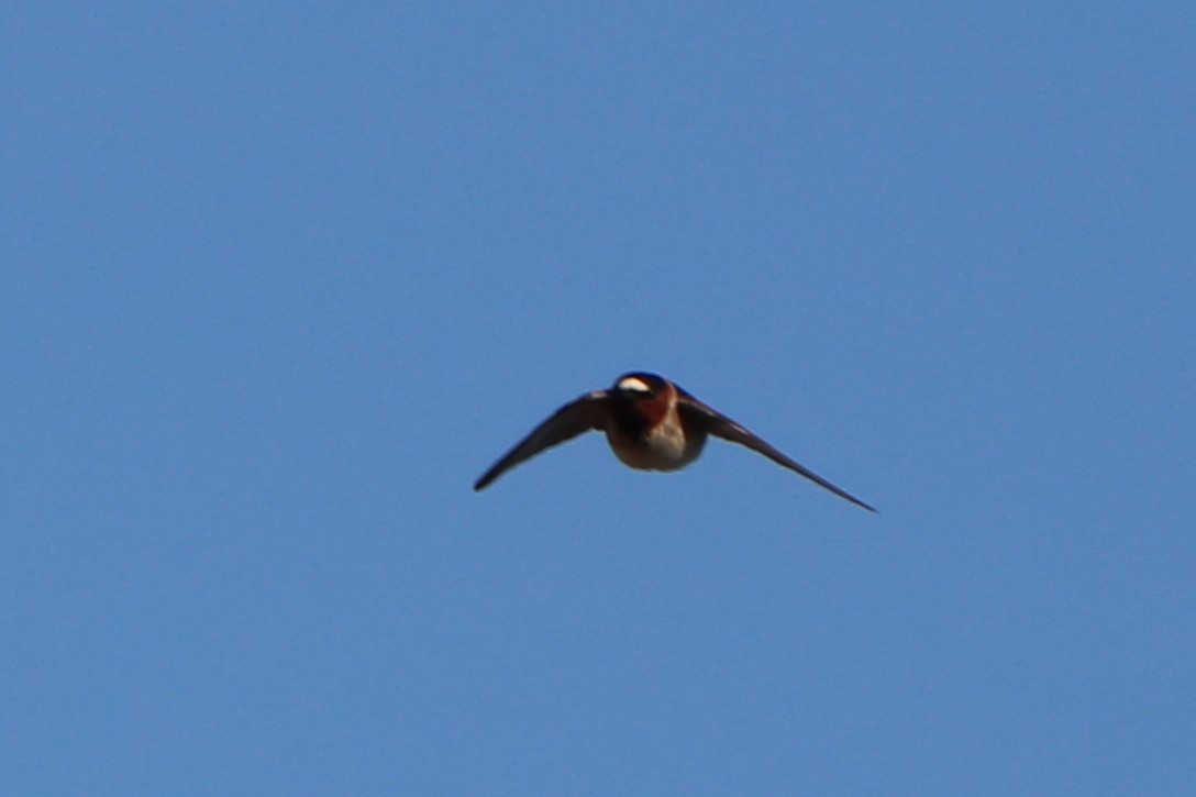 Cliff Swallow - ML502741451