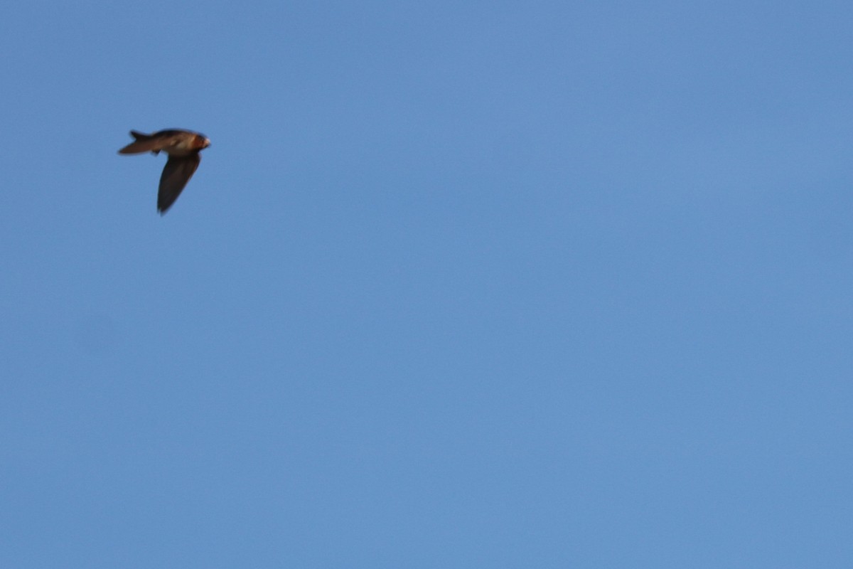 Cliff Swallow - ML502741471