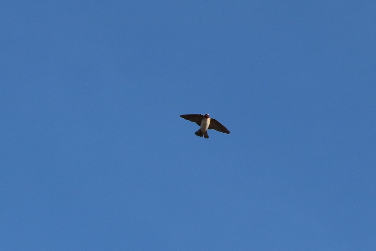 Cliff Swallow - ML502741481