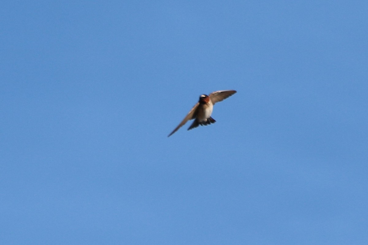 Cliff Swallow - ML502741491