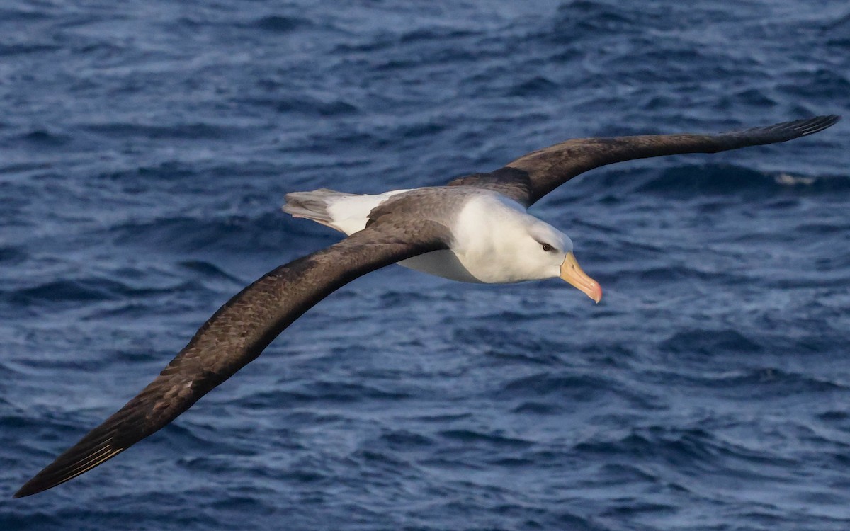 Kara Kaşlı Albatros - ML502742501