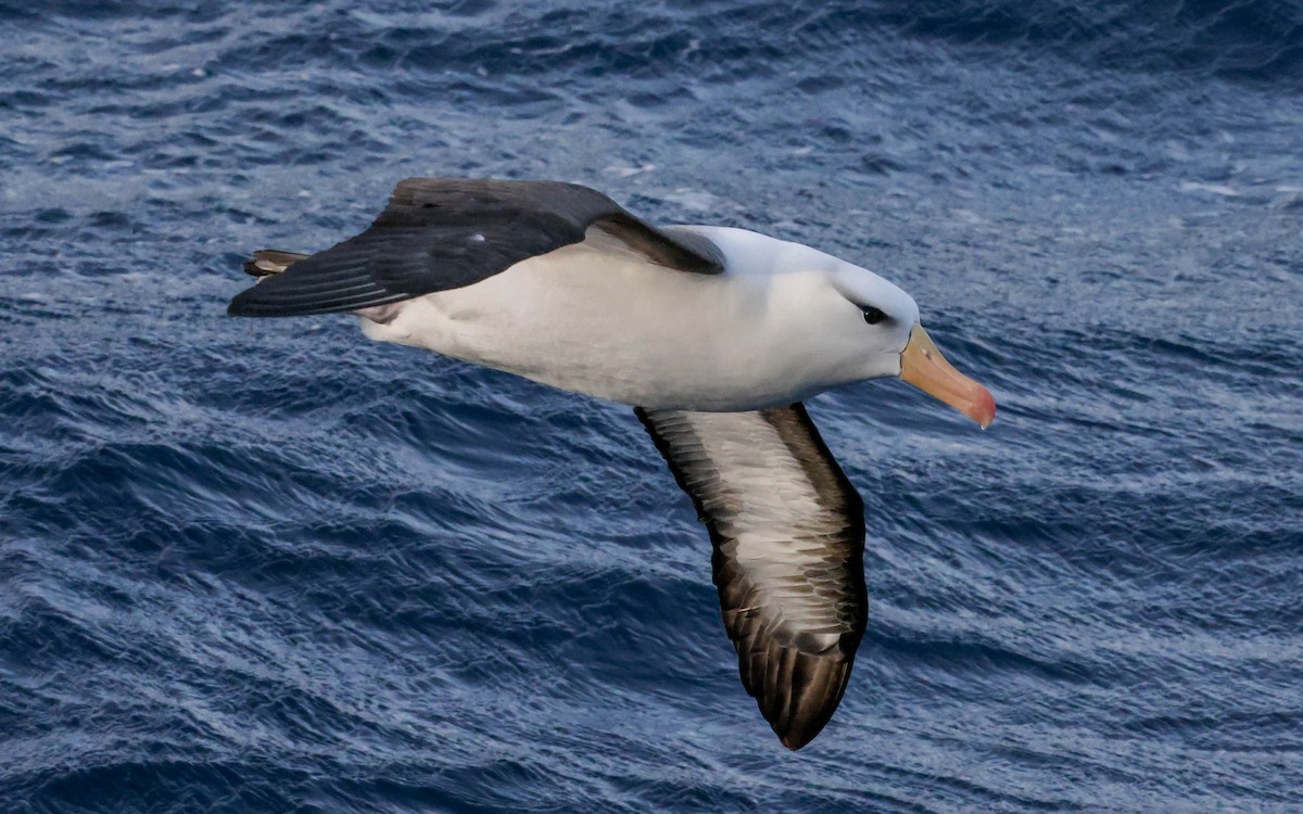 Black-browed Albatross - Allison Miller