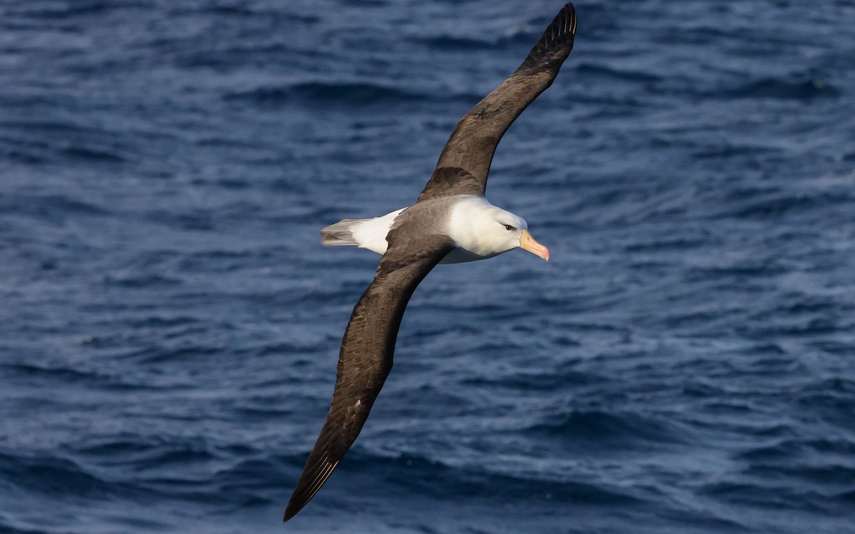 Kara Kaşlı Albatros - ML502742551