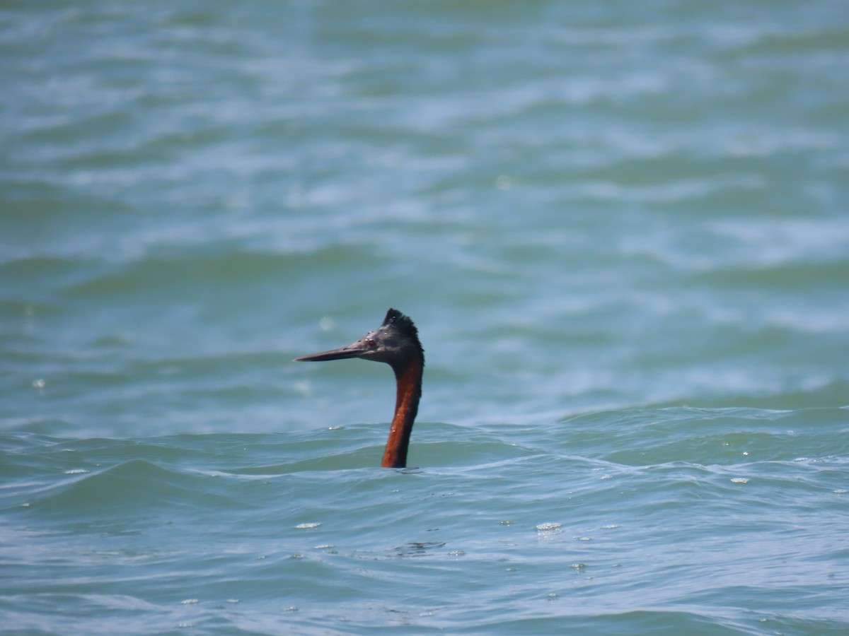 Great Grebe - ML502743771