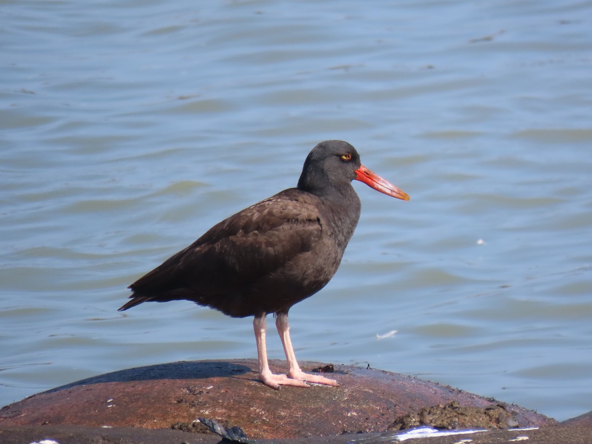 Blackish Oystercatcher - ML502743941