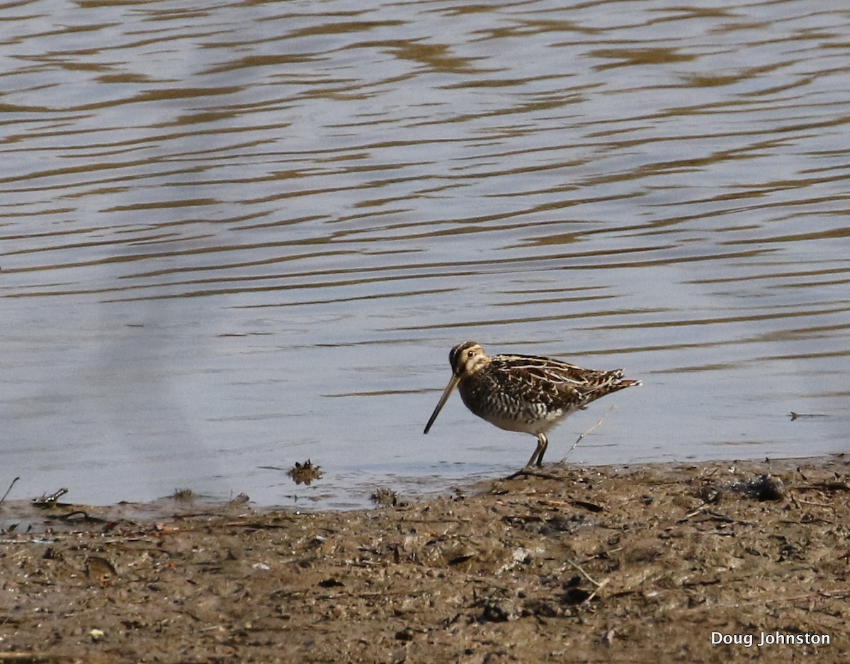 Wilson's Snipe - Doug Johnston