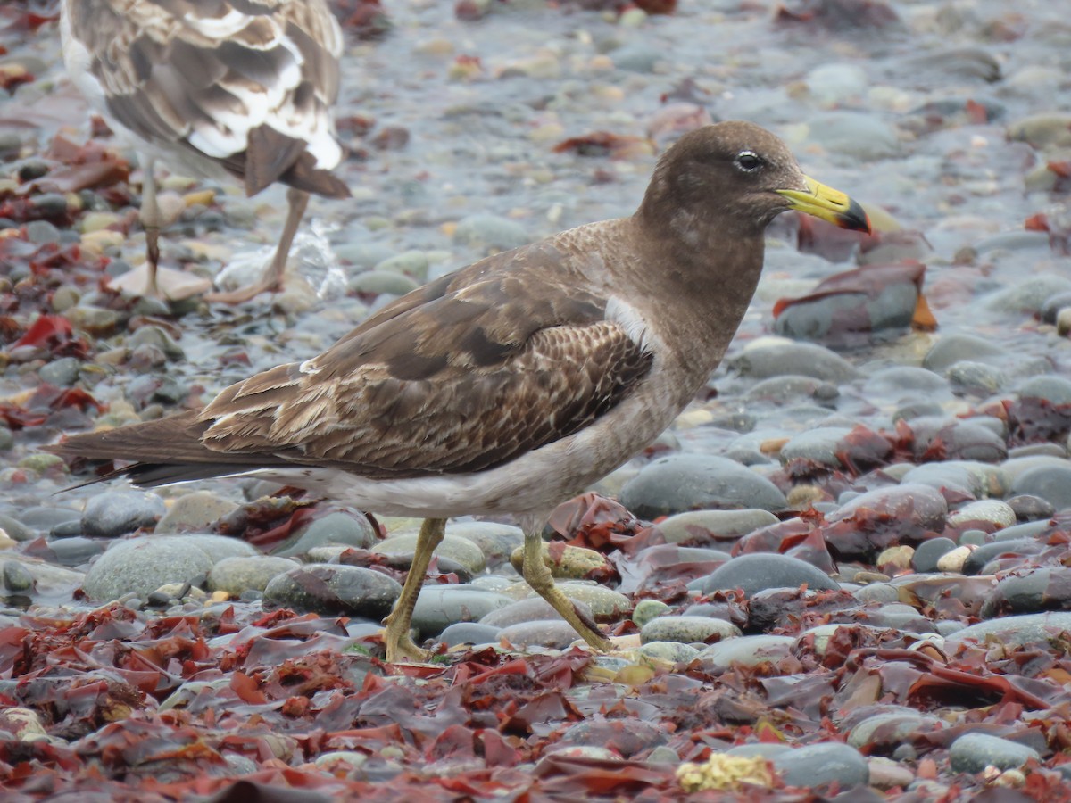 Belcher's Gull - ML502744771