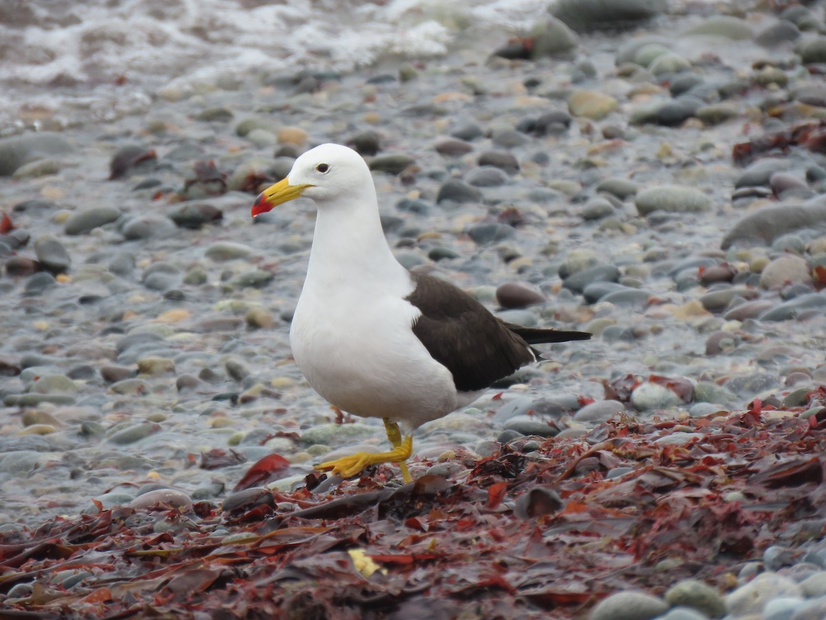 Belcher's Gull - ML502744781