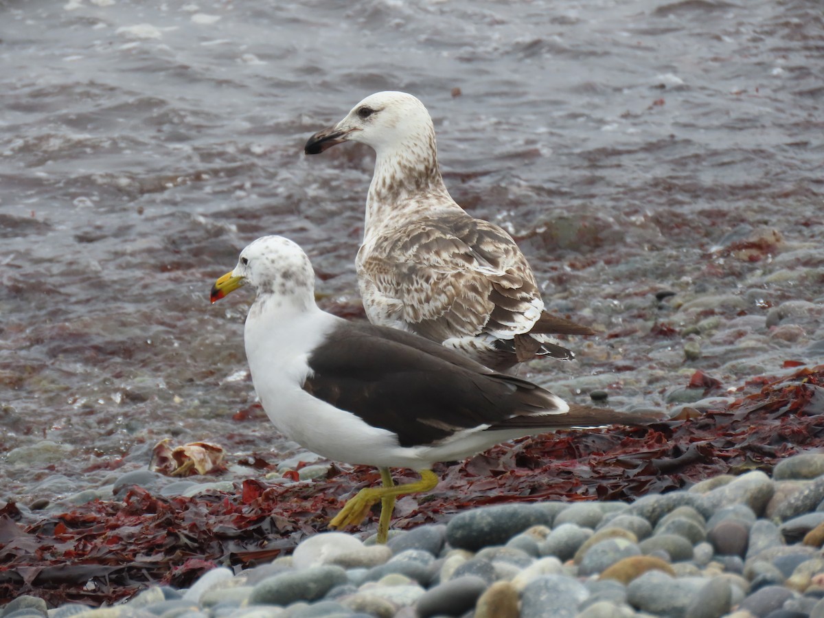 Belcher's Gull - ML502744791