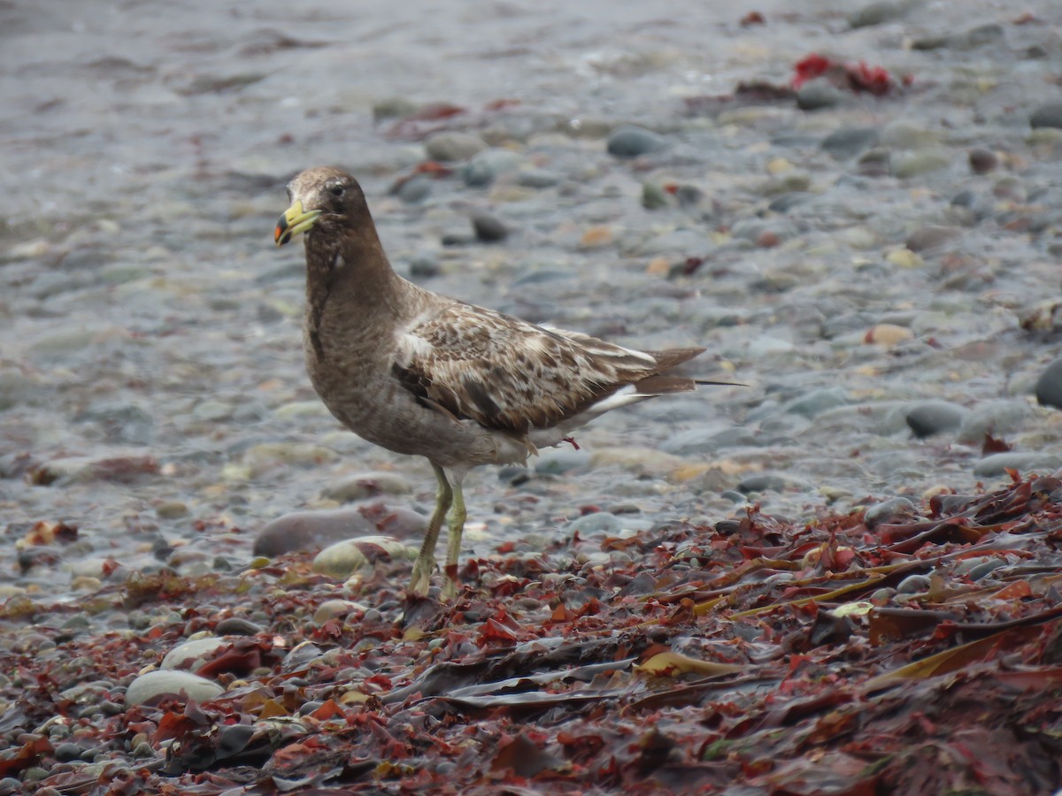 Belcher's Gull - ML502744801