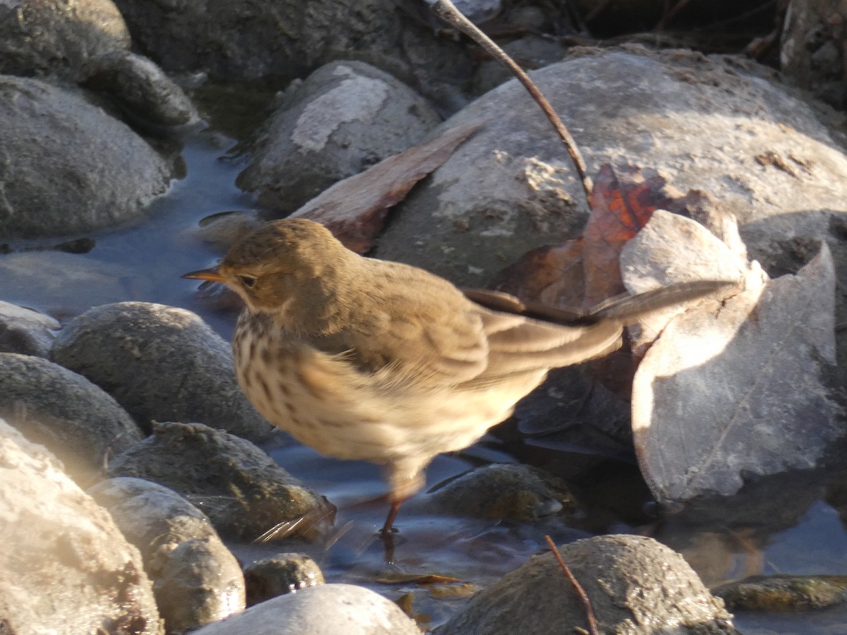 Pipit d'Amérique - ML502744811