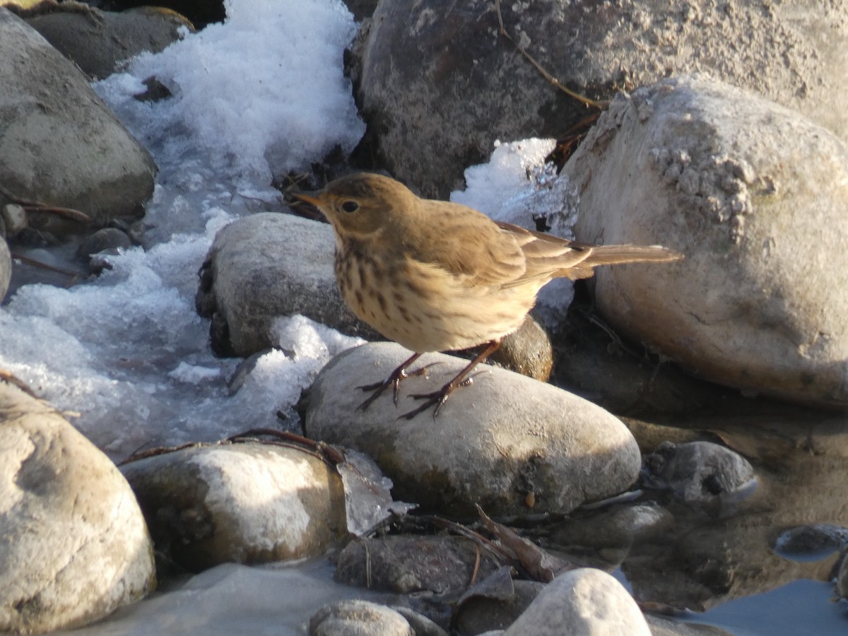 American Pipit - ML502744831