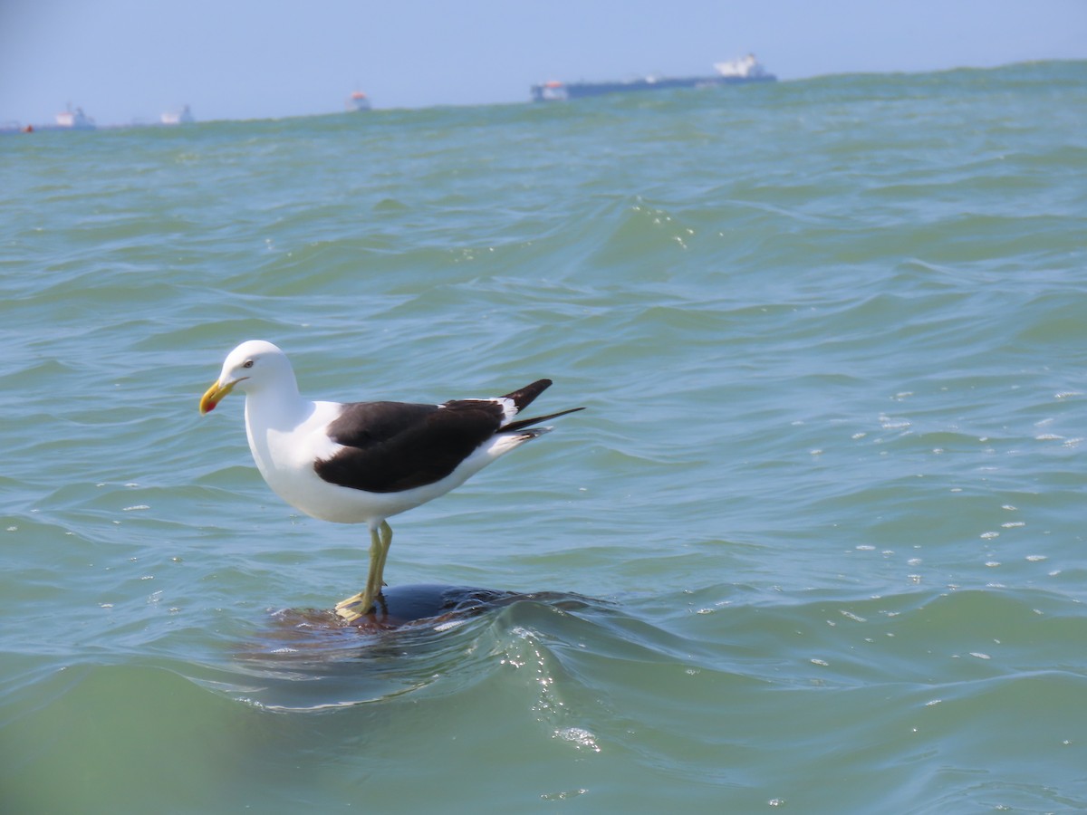 Kelp Gull - ML502745271