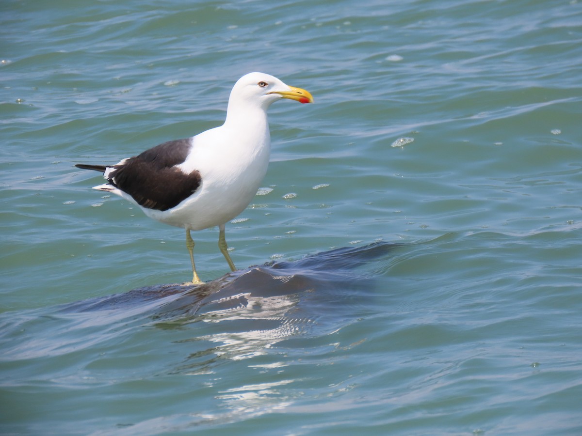 Kelp Gull - ML502745281