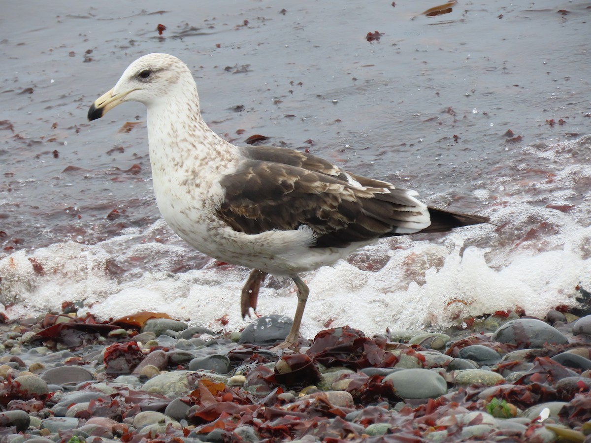 Kelp Gull - ML502745291