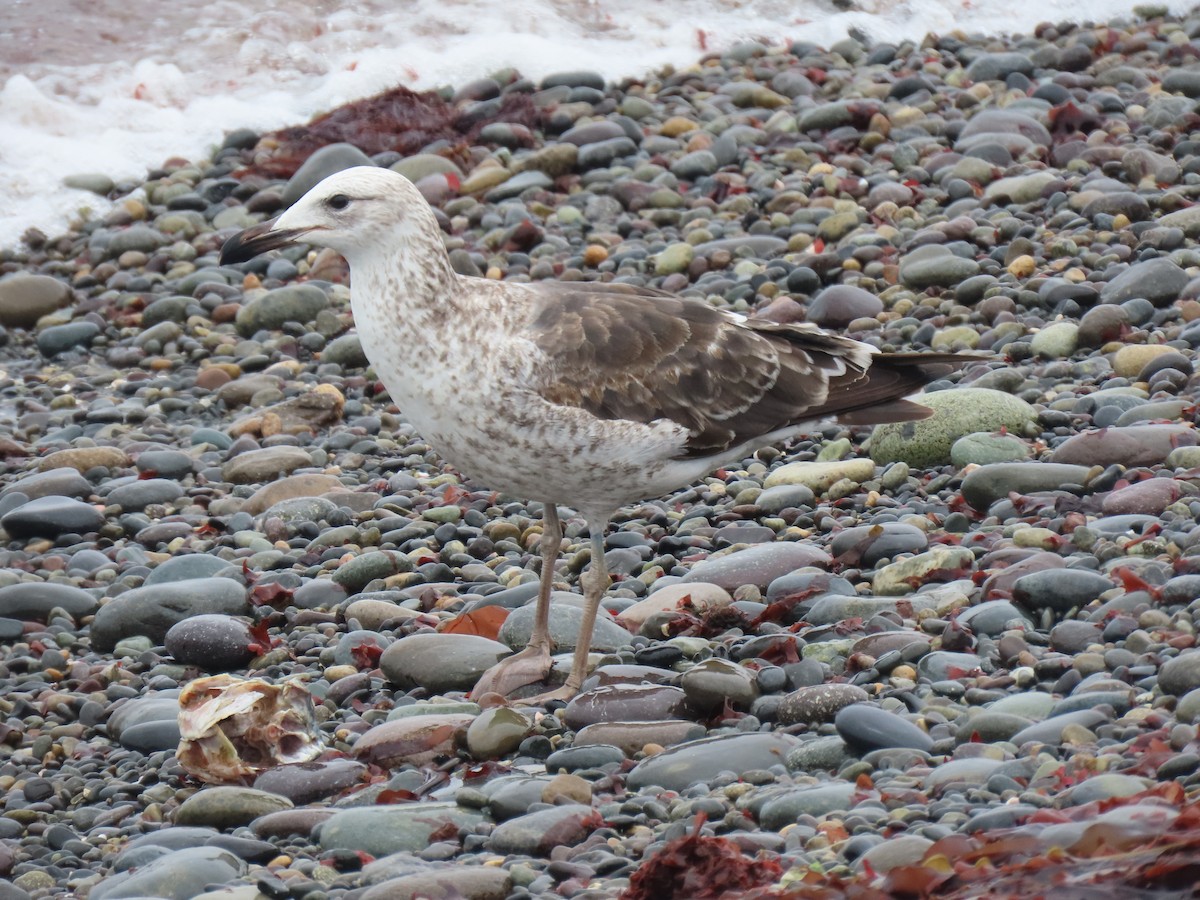 Kelp Gull - ML502745301