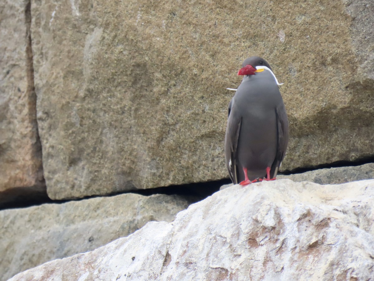 Inca Tern - ML502745431
