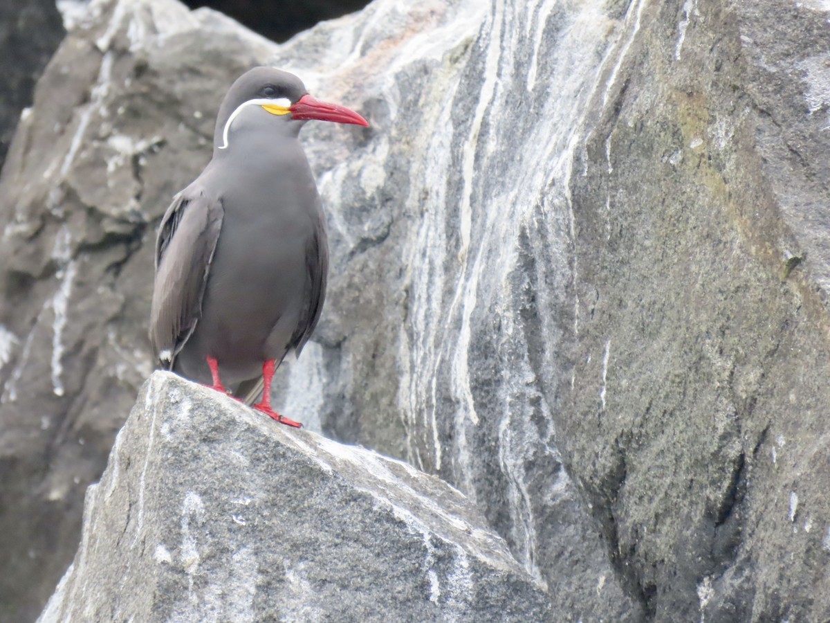 Inca Tern - ML502745441