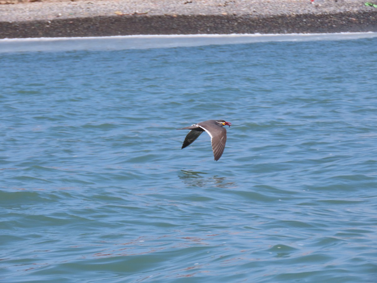 Inca Tern - ML502745451