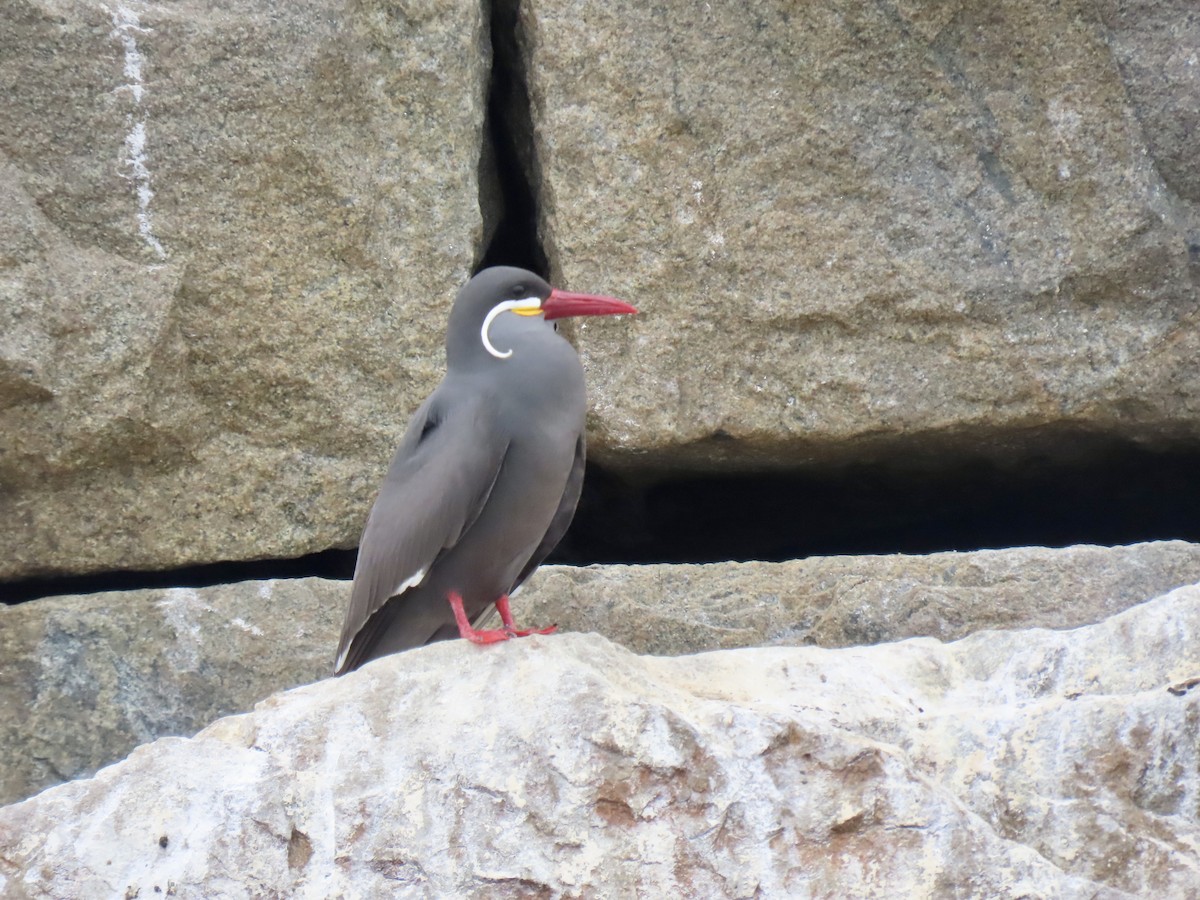 Inca Tern - ML502745461