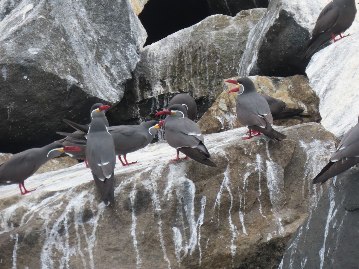 Inca Tern - ML502745471