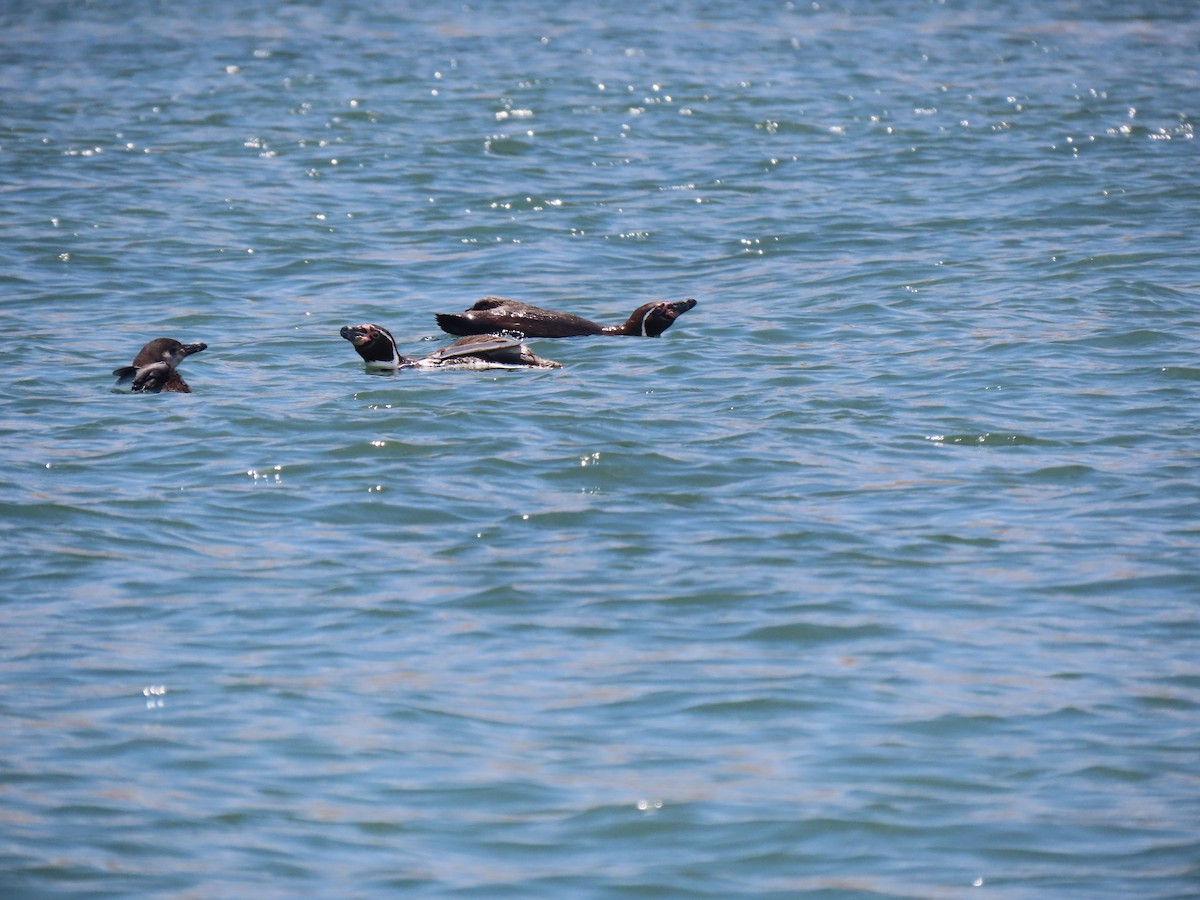 Humboldt Penguin - ML502745521