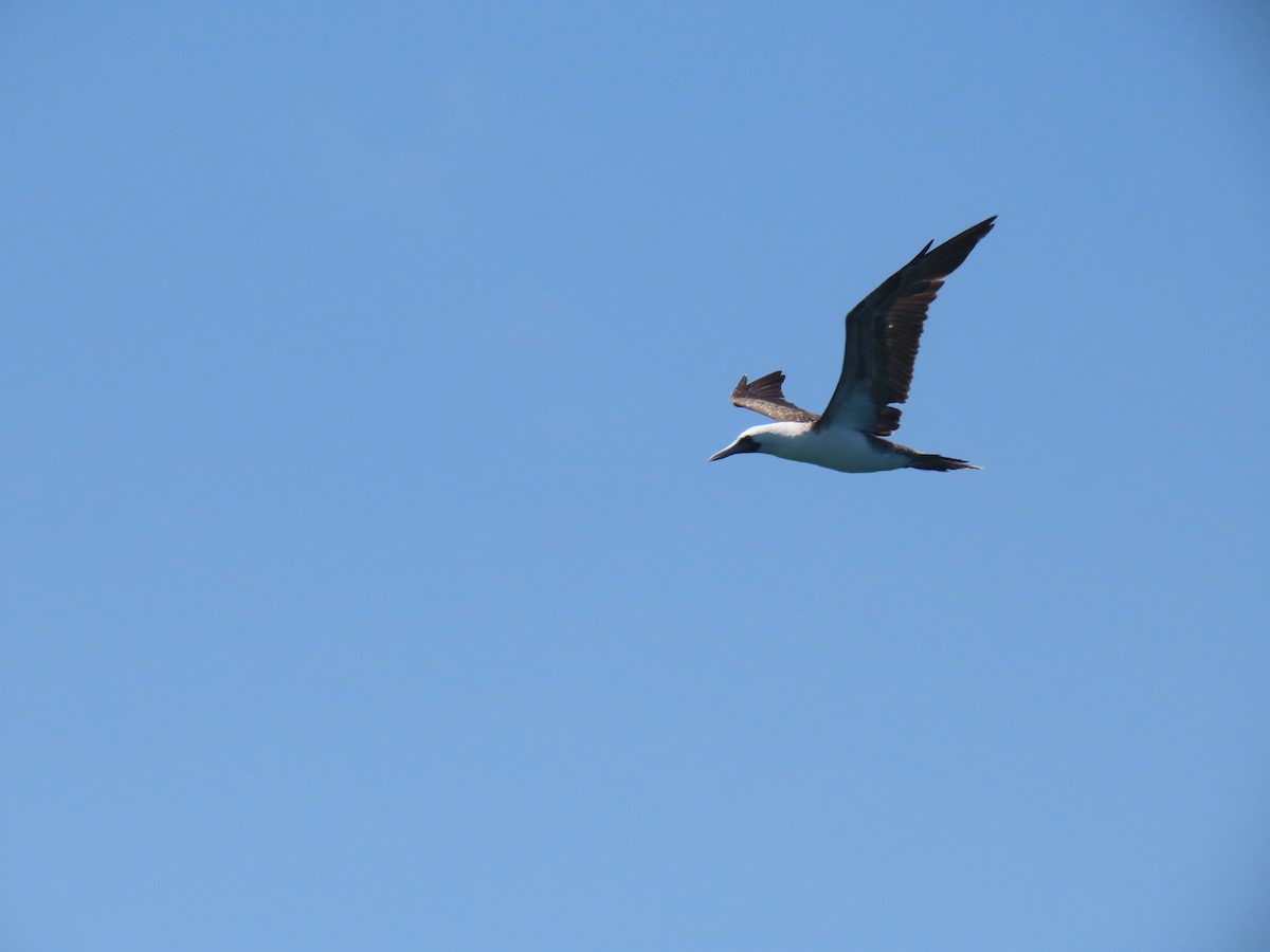 Peruvian Booby - ML502745781