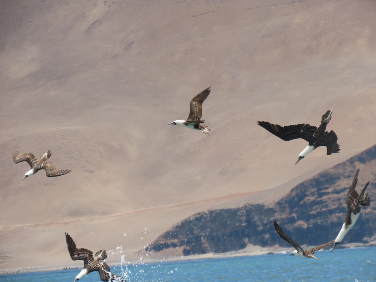 Peruvian Booby - ML502745811