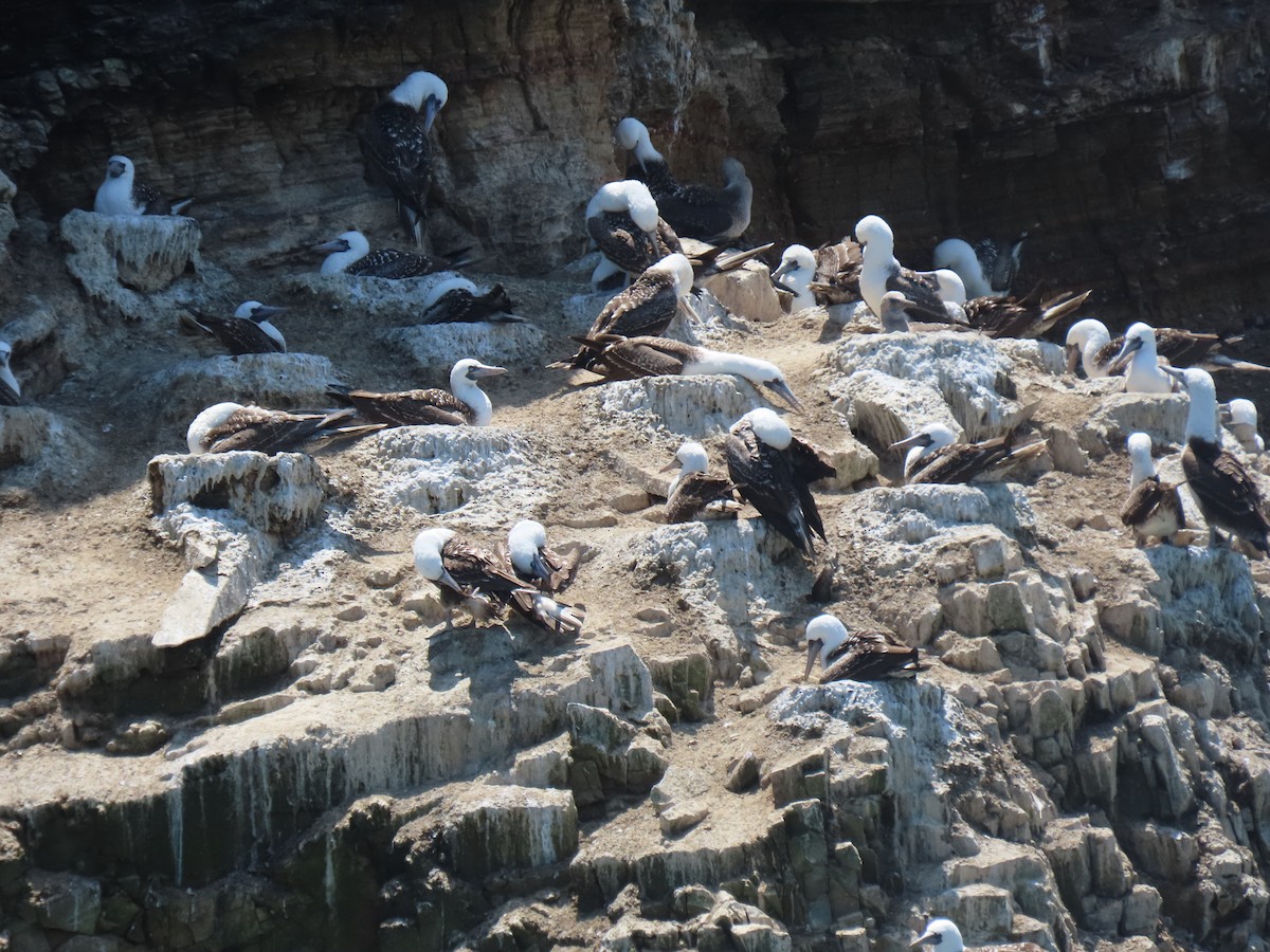 Peruvian Booby - ML502745821