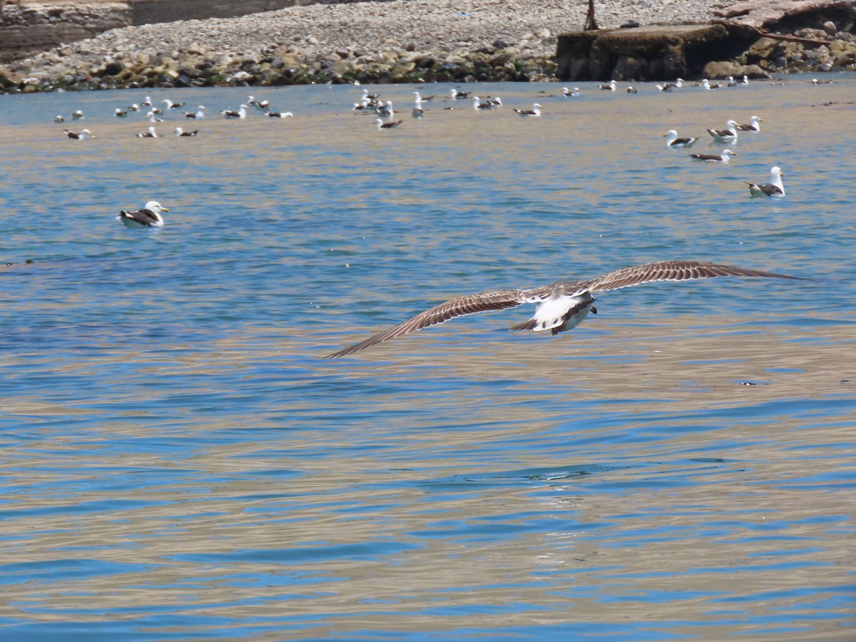 Belcher's Gull - ML502745951