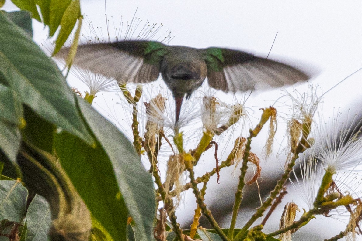 Glittering-throated Emerald - ML502745991