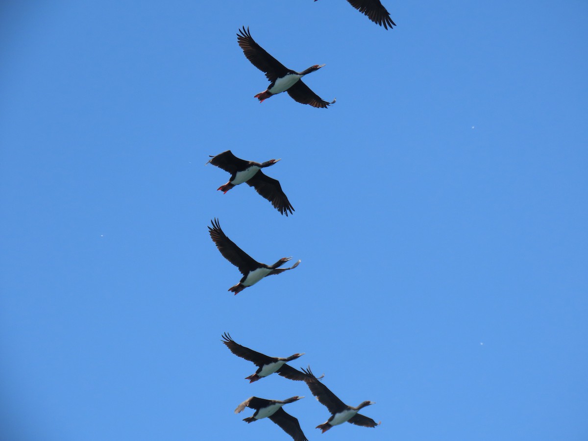 Guanay Cormorant - ML502746121