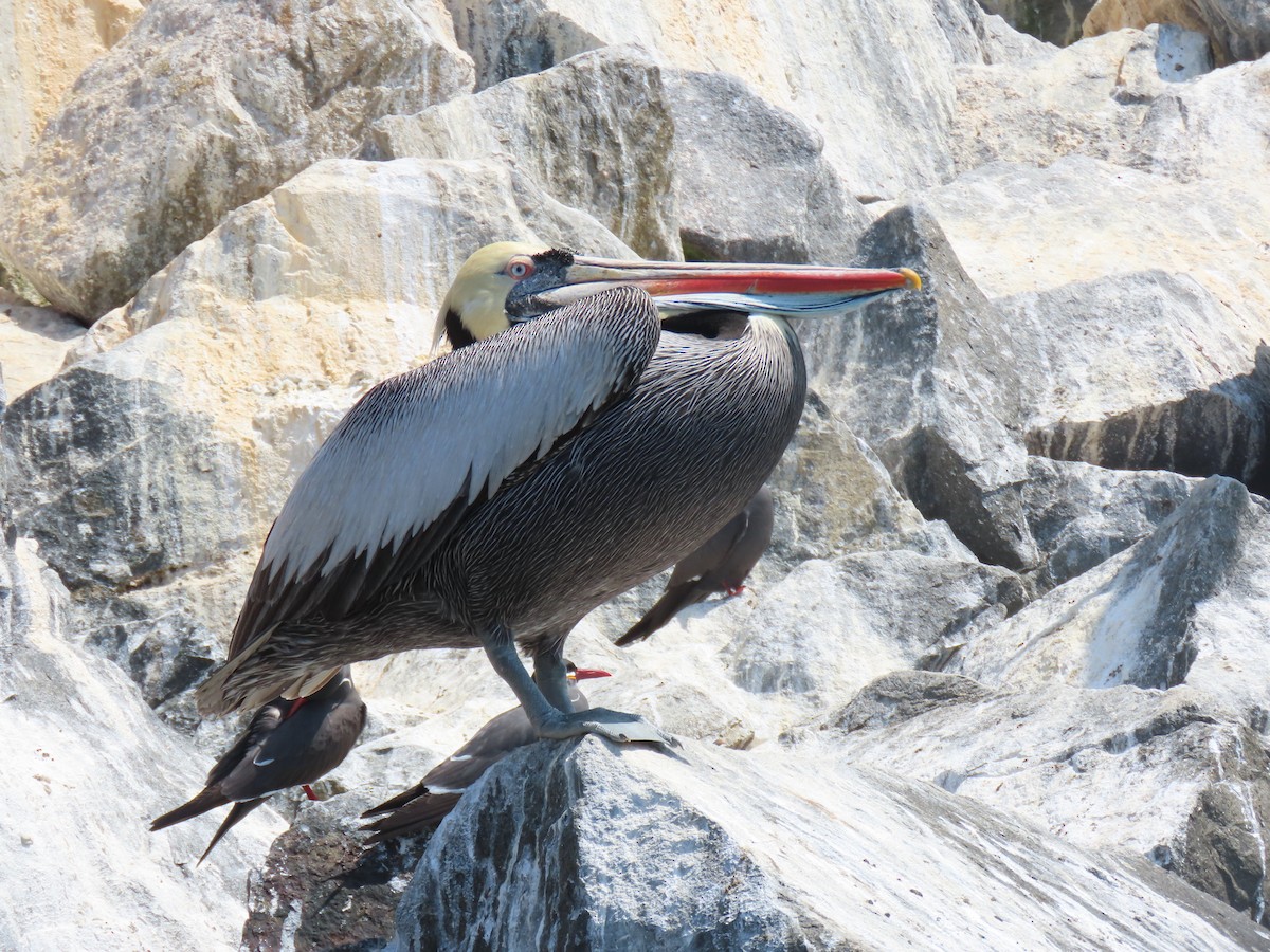 Peruvian Pelican - ML502746301