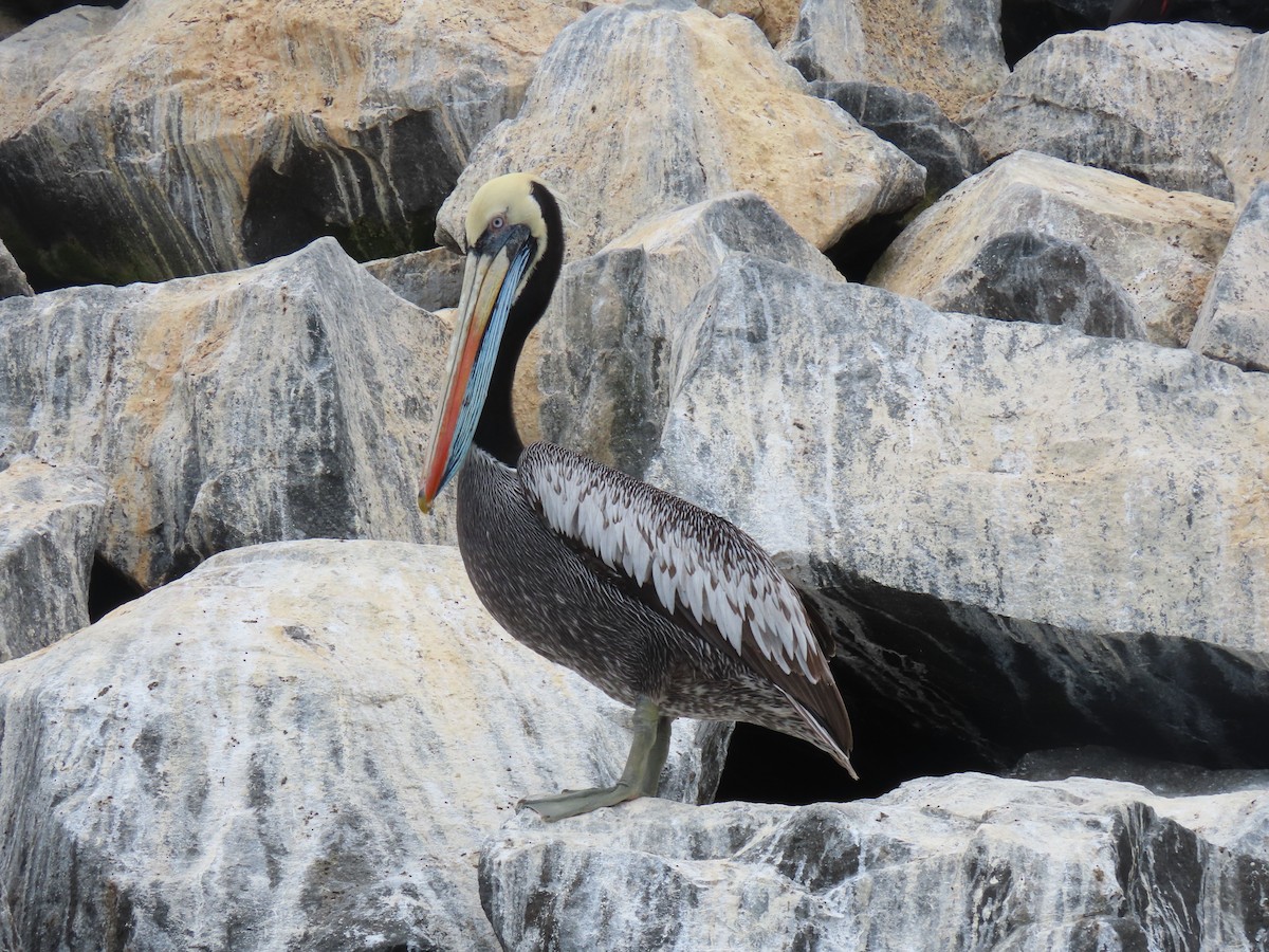 Peruvian Pelican - ML502746311