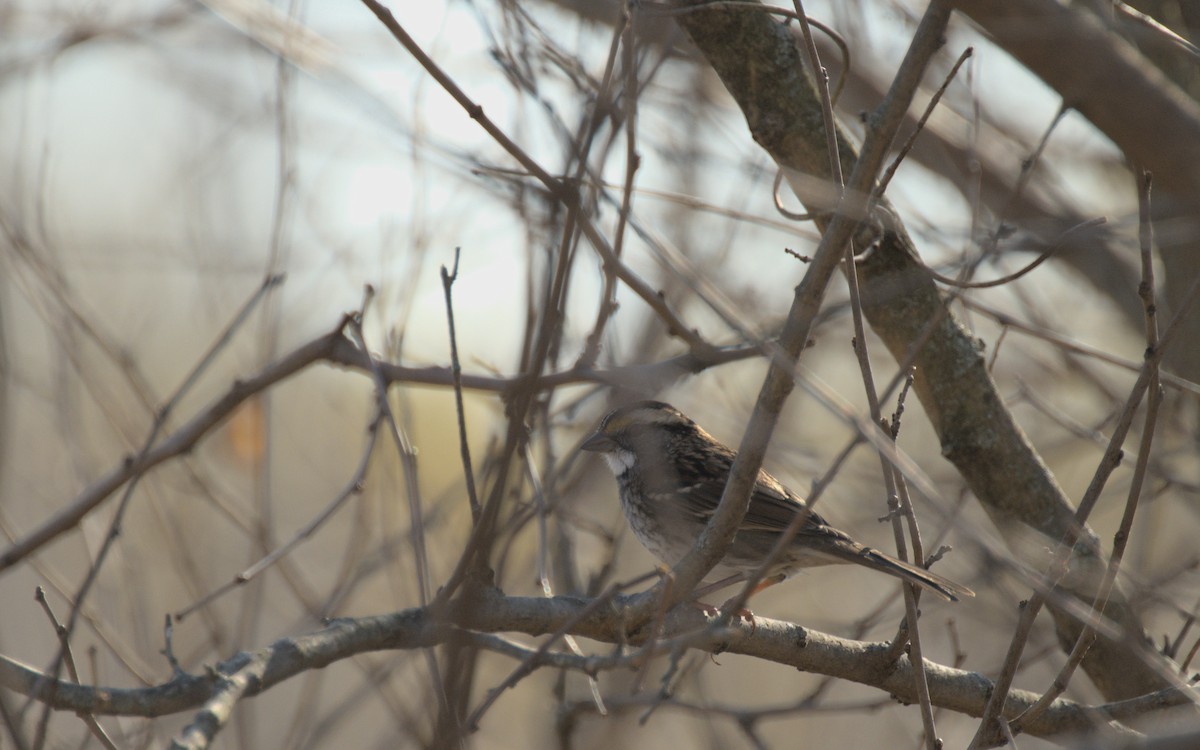 White-throated Sparrow - ML502746321