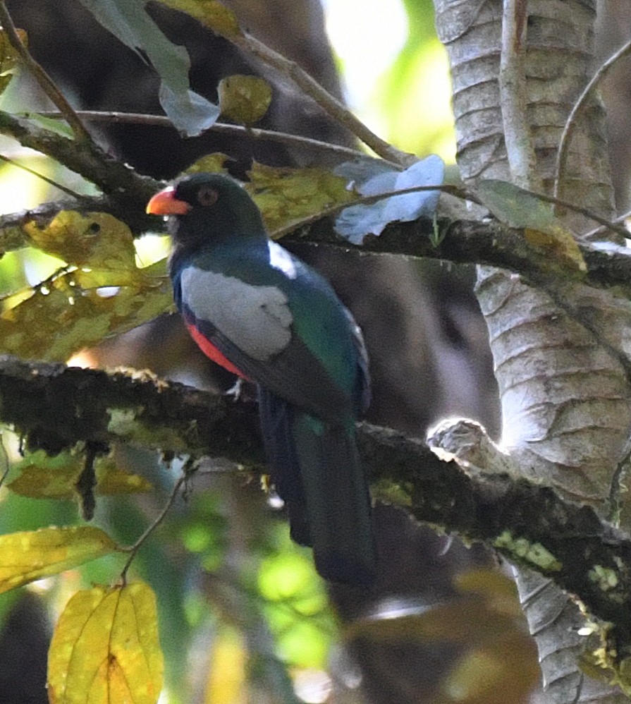 Gri Kuyruklu Trogon - ML50274661