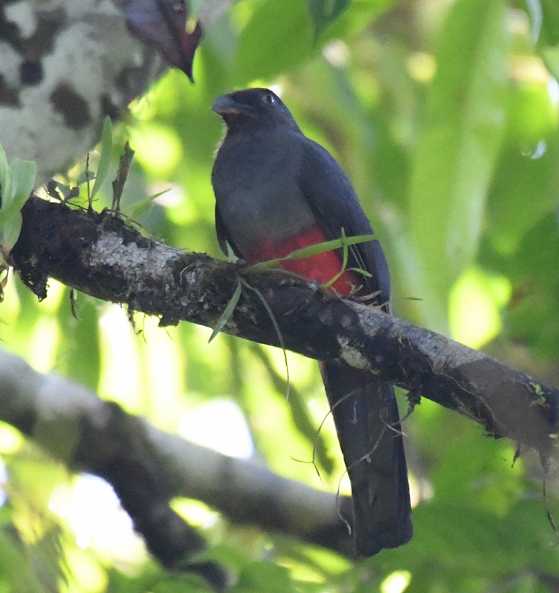 Schieferschwanztrogon - ML50274671