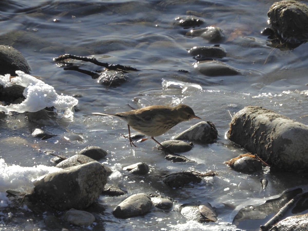 American Pipit - ML502746881