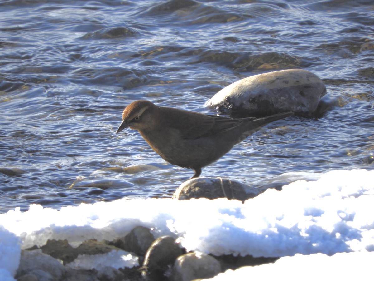 Rusty Blackbird - ML502747081