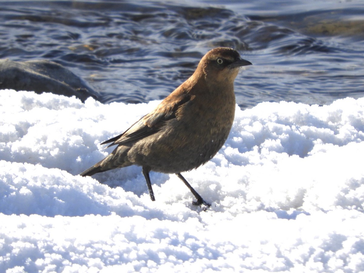 Rusty Blackbird - ML502747091