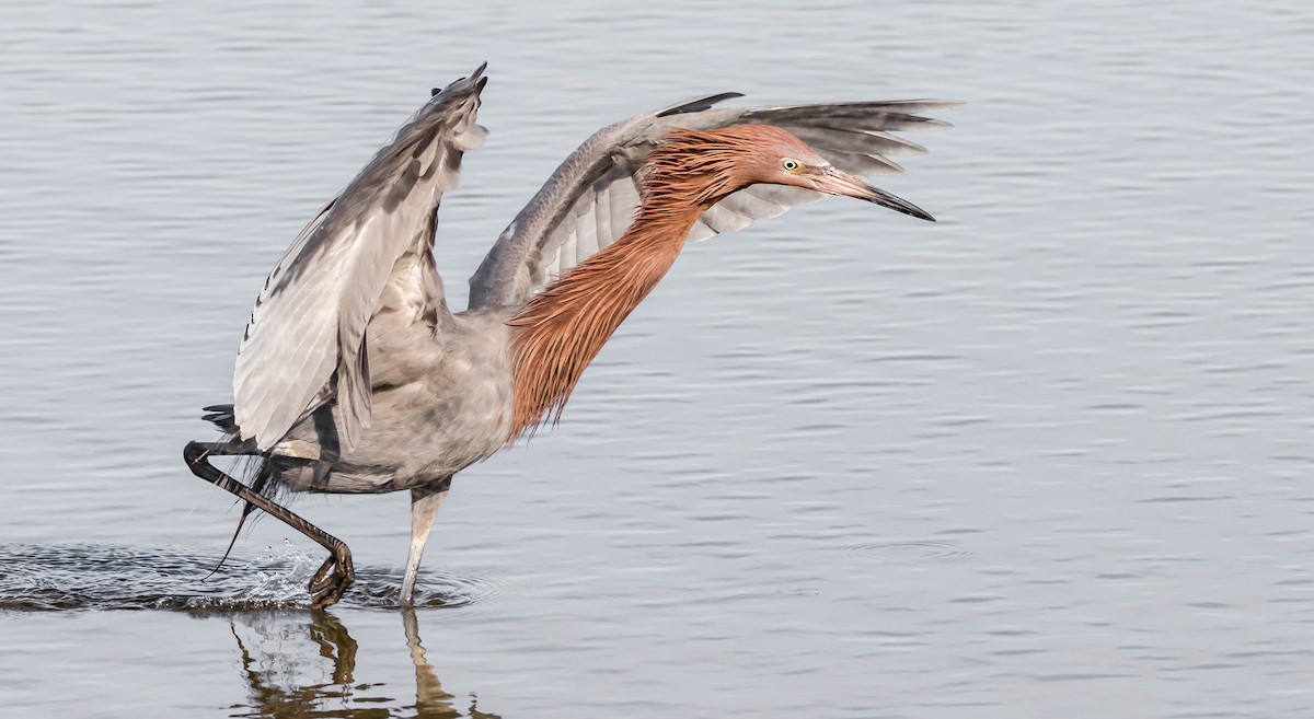 Reddish Egret - Chezy Yusuf