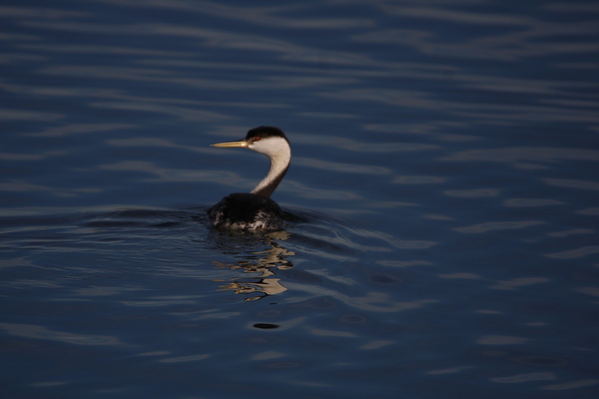 Western Grebe - ML502748511