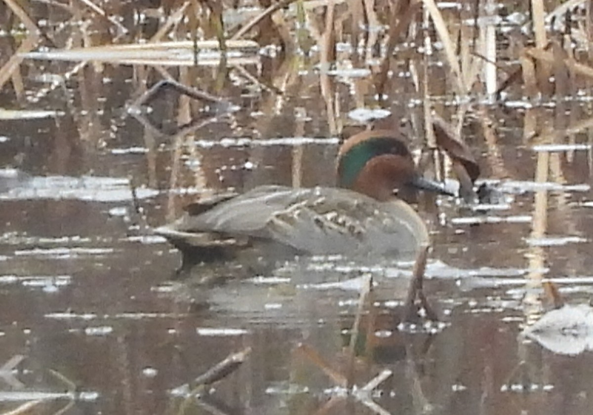 Green-winged Teal - ML502748631
