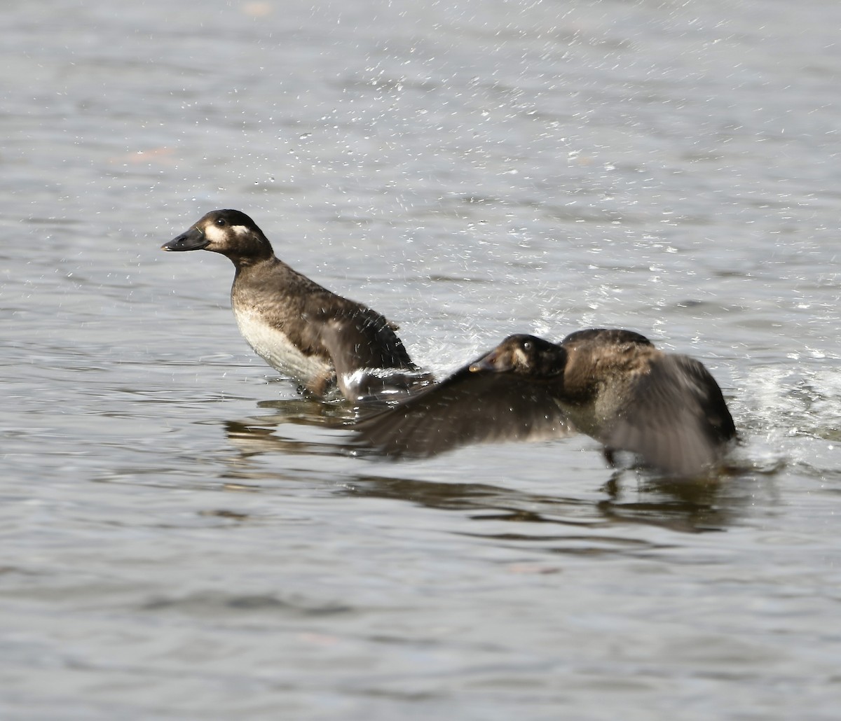 Surf Scoter - ML502749041