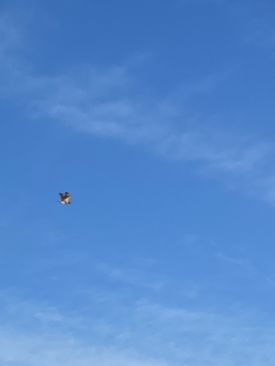 Red-tailed Hawk - Nick Hajdukovich