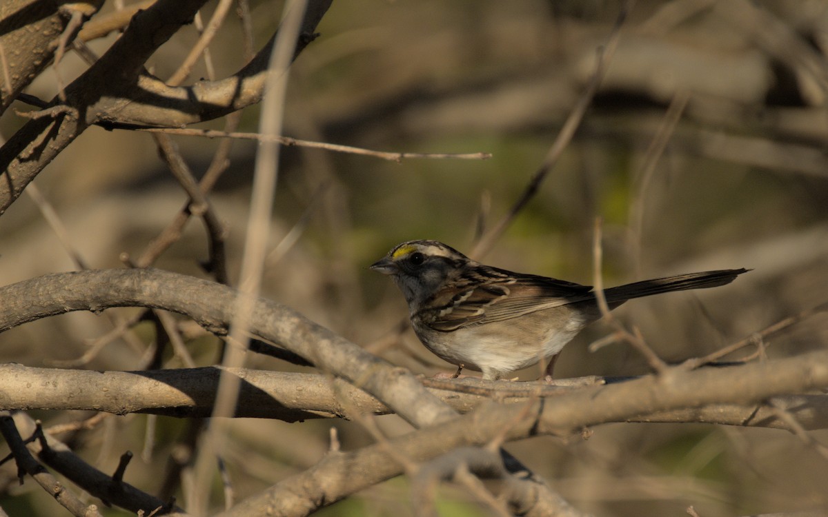 Savannah Sparrow - ML502750011