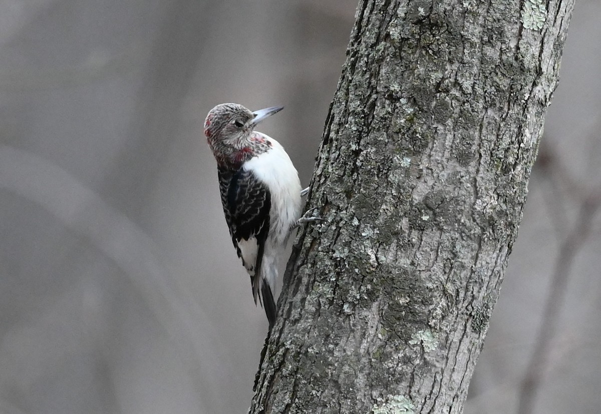 Red-headed Woodpecker - James Markham