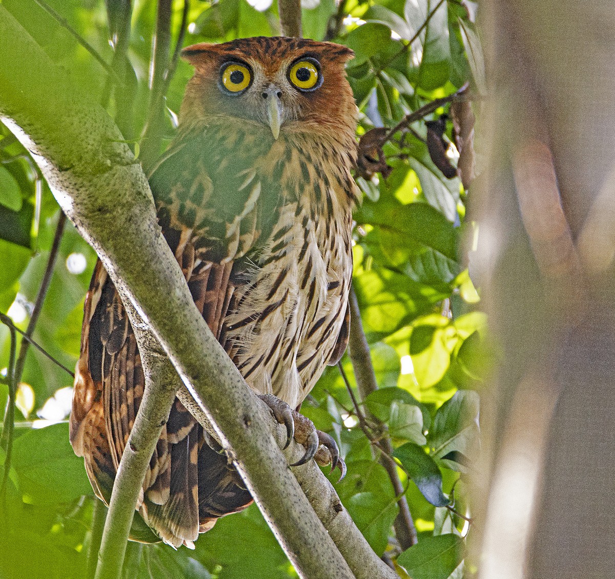 Philippine Eagle-Owl - ML502751191