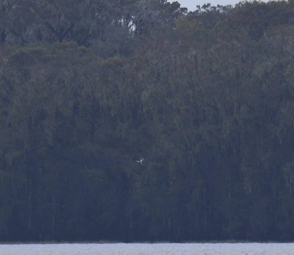 White-tailed Tropicbird - ML502753921