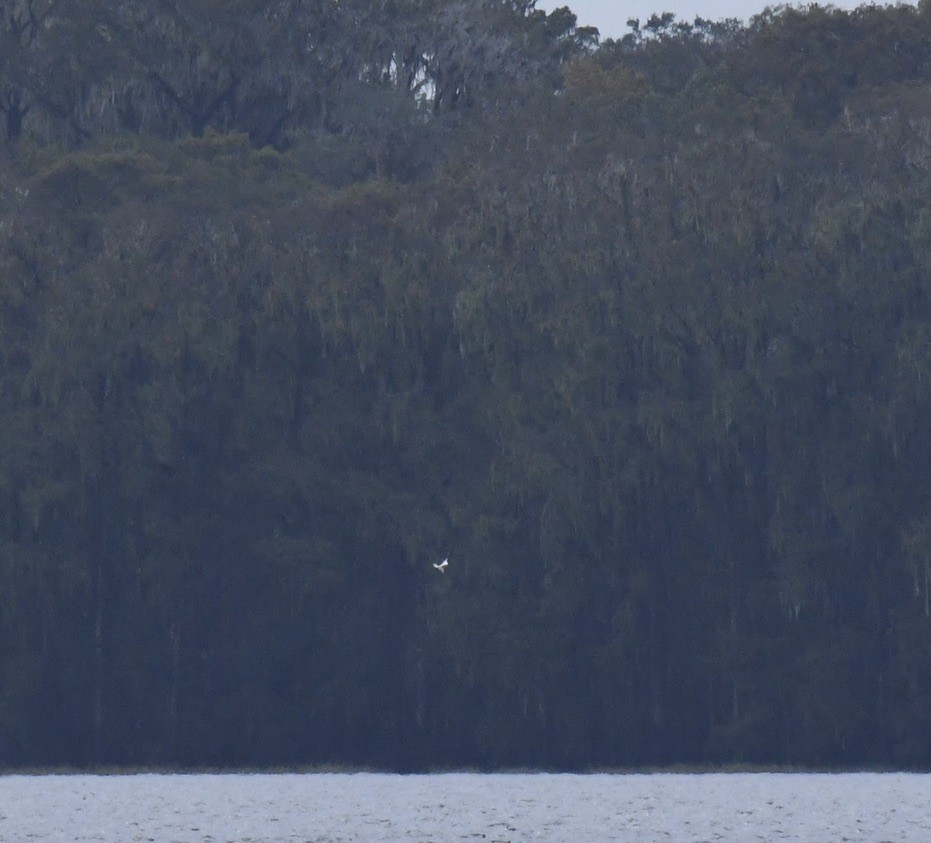 White-tailed Tropicbird - ML502753931